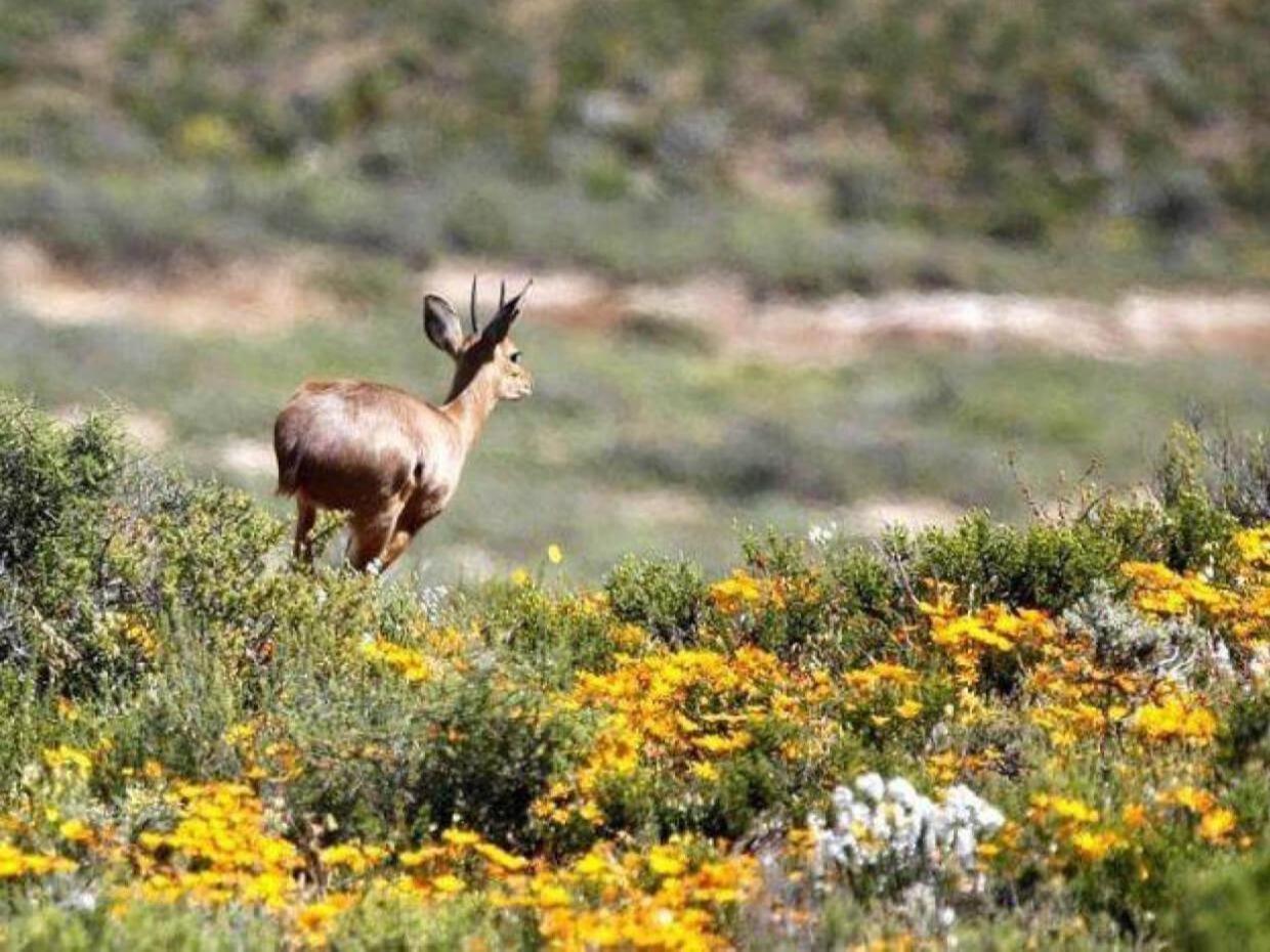 Aardvark Bioreserve レディスミス エクステリア 写真