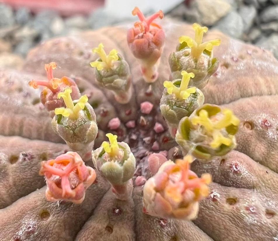 Aardvark Bioreserve レディスミス エクステリア 写真